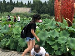 -白洋淀景区