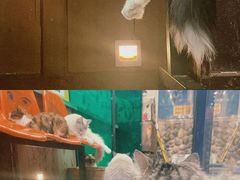 -猫咪博物馆(顶澳仔猫街店)