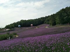 -大塘金香草谷