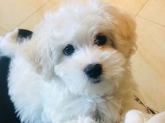 -宠颐生动物医院·心脏科·保险定点(锦阳分院)