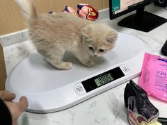 -爱侣宠医·鹦鹉专科·小型哺乳类·异宠专科(灵石路店)