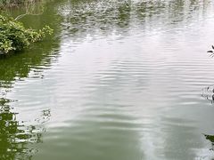 -中澳友谊花园