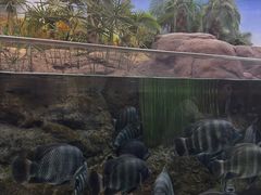 -碧海金沙