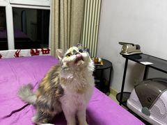 -中农大我爱我爱动物医院·核磁CT·猫病·24小时夜诊中心(石佛营店)