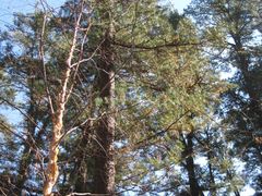 景点-五营红松林海景区