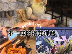 -吉丁鸟咖·异宠·寄养