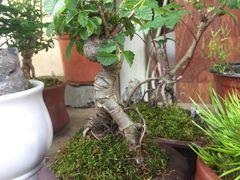 -万商花鸟市场