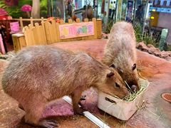 -正佳雨林生态植物园