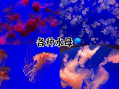 -江和美海洋公园