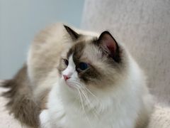 -藏猫猫咖啡主题馆(中央大道店)