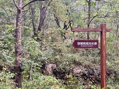 -大岭沟猕猴桃谷风景区