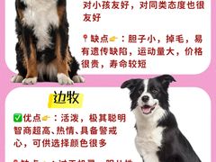 -翊宠yipet猫狗购宠庄园