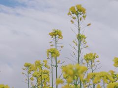 -海珠湖公园