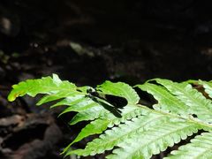 -西双版纳原始森林公园