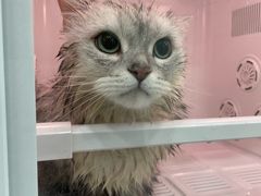 -爱洗澡的猫(天河路店)