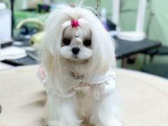 -鑫艺宠物美容培训学校