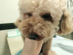 -安安宠医·安宠宠物医院