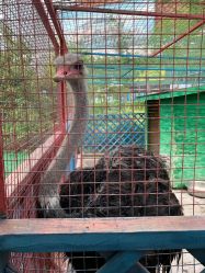 -萌宠亲子动物乐园(槐房万达店)