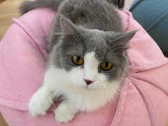 -1013 PET SHOP精品宠物商店(丁香店)