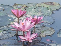 -中国科学院西双版纳热带植物园
