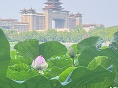 -莲花池公园