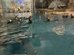 -帝企鹅自助餐厅•儿童岛•真企鹅(长隆企鹅酒店)