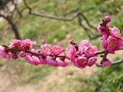 -白塘生态植物园