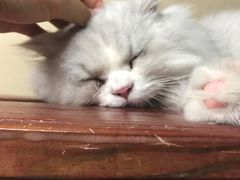 -猫咪博物馆(顶澳仔猫街店)