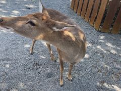 -鹿境梅花鹿生态园区