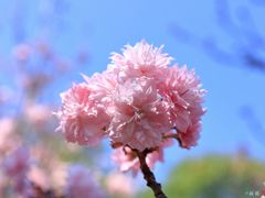-天适樱花悠乐园