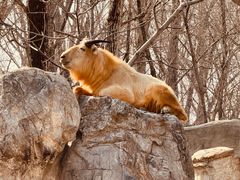 -北京野生动物园