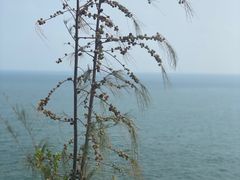 -广东惠东海龟国家级自然保护区
