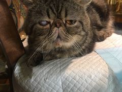 -more than meow吴止猫主题餐厅(承德 中船汇店)