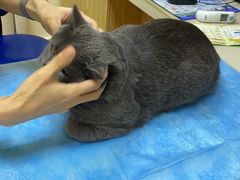 -芭比堂动物医院·CT·微创中心(新顺分院)