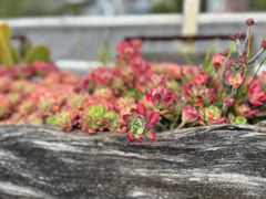 -唐咖精品咖啡(大理古城手冲店)