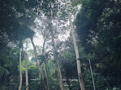 -火炉山森林公园