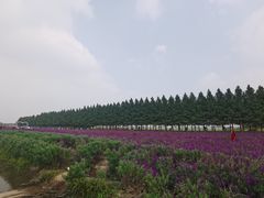 -嘉北郊野公园