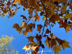 -三里屯东五街银杏大道