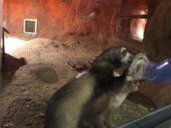 -酷嗒动物文化乐园(cutezoo西溪乐天城店)