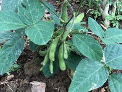 -岣嵝峰国家森林公园