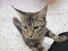 -Umiao与猫咖啡 猫咖