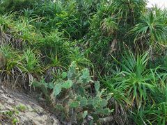 -海南棋子湾开元度假村·祺咖啡自助餐厅