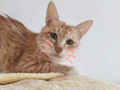 -北京恒爱动物医院(清景园分院)