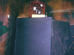 -Mr.Fox狐狸先生超级密室(南山店)