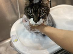 -PETKIT小佩宠物·低压洗护(国顺东路店)