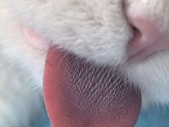 -达爱动物医院·犬猫分区·CT·复杂眼科(远洋山水分院)