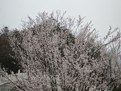 -月湖风景区