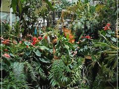-正佳雨林生态植物园