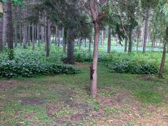 -黑龙江省森林植物园