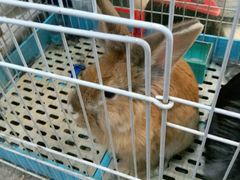 -双季花艺园艺市场(浦东店)
